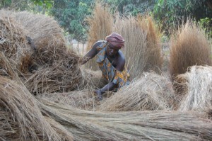 Gathering thatch for roofing, rural Guinea-Bissau (2010) by Joanna Davidson